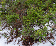 Maytenus chubutensis