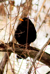 Turdus merula