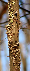 Polyporales