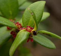 Maytenus chubutensis