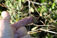Capparis lasiantha