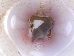 Notiosorex crawfordi