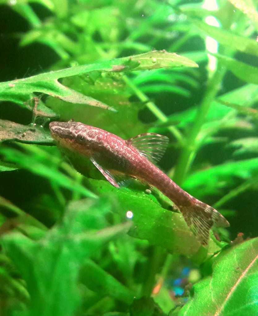 Black Oto