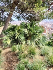 Chamaerops humilis