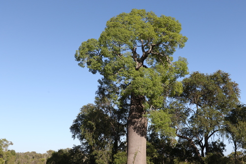 Brachychiton rupestris