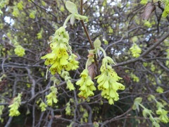 Corylopsis spicata