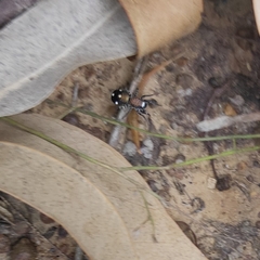 Coenoptychus pulcher