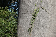 Parsonsia eucalyptophylla