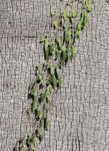 Image of Parsonsia eucalyptophylla by (c) Greg Tasney, some rights reserved (CC BY-SA)