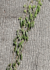 Parsonsia eucalyptophylla