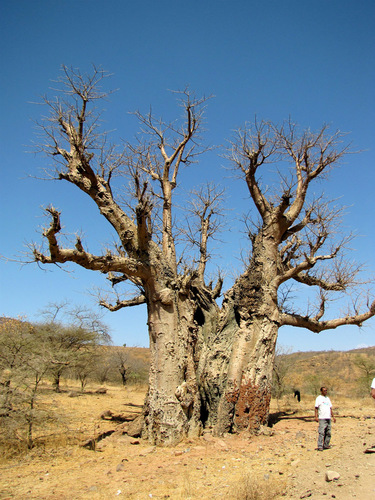 African baobab