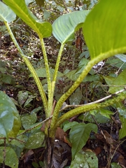 Dieffenbachia seguine