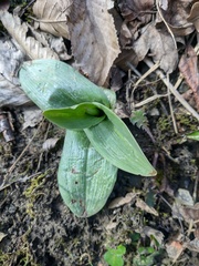 Orchis purpurea