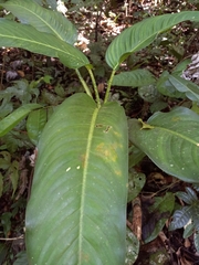 Dieffenbachia seguine
