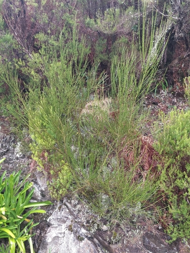 Cytisus scoparius image