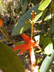 Passiflora murucuja