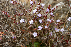 Limonium hyblaeum