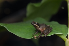 Natalobatrachus bonebergi