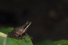 Natalobatrachus bonebergi