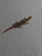Sphaerodactylus difficilis