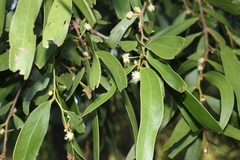 Acacia fasciculifera