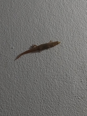 Sphaerodactylus difficilis