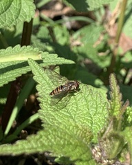 Episyrphus balteatus