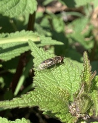 Episyrphus balteatus