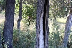 Acacia fasciculifera