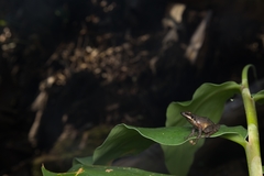 Natalobatrachus bonebergi