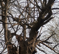 Sciurus carolinensis