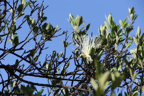 Capparis mitchellii (Capparis mitchellii)