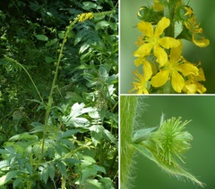 Agrimonia procera
