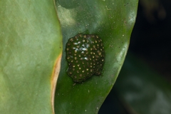 Natalobatrachus bonebergi