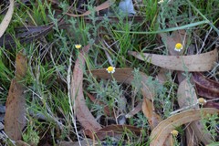 Cladanthus mixtus