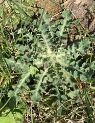Sonchus asper