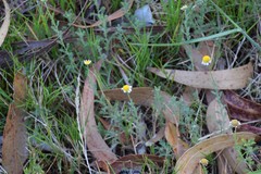 Cladanthus mixtus