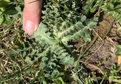 Sonchus asper