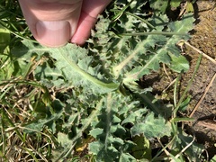 Sonchus asper