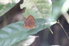 Afriodinia rutherfordii