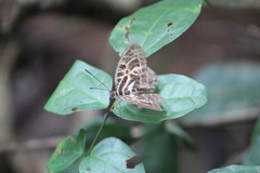 Catuna angustatum
