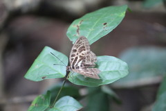 Catuna angustatum