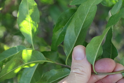 Image of Ehretia saligna by (c) Greg Tasney, some rights reserved (CC BY-SA)