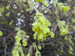 Corylopsis spicata