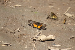 Acraea peneleos