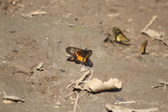 Acraea peneleos