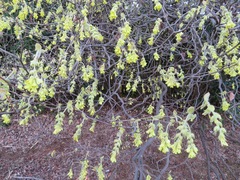 Corylopsis spicata