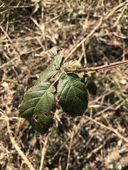 Rubus
