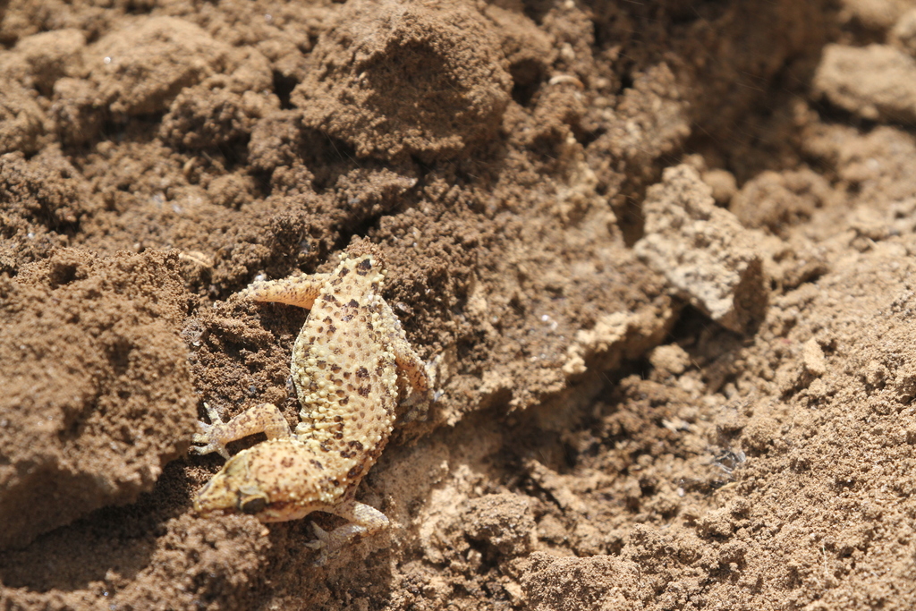 Typical Geckos from Dagana, Senegal on March 1, 2022 at 12:38 PM by ...