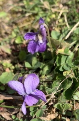 Viola odorata